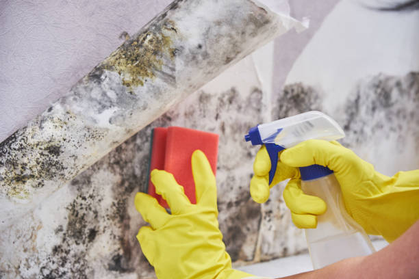 Best Attic Mold Removal  in Sylva, NC